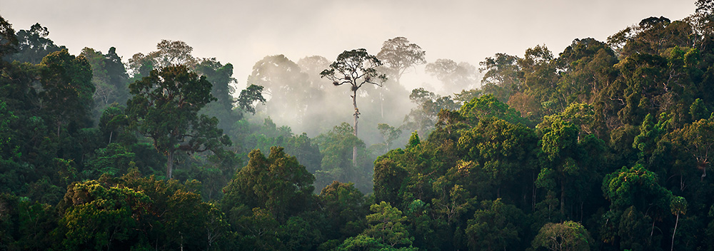 Morning fog in dense tropical rainforest. Kaeng Krachan Thailand