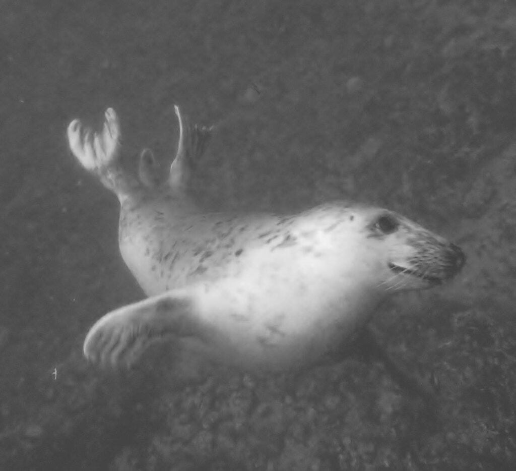 Anne’s black and white photo shows a grey seal swimming underwater near the Farne Islands off the coast of Northumberland